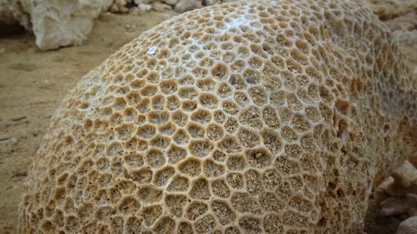 Известняковый Скелет Мертвых Кораллов Красное Море — стоковое видео