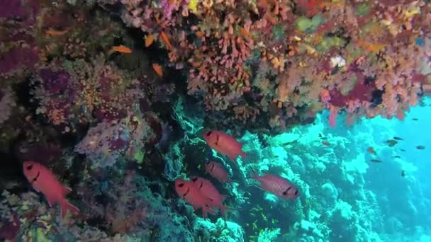 Ostroun Obecný Priacanthus Hamrur Tropické Ryby Korálovém Útesu Rudém Moři — Stock video