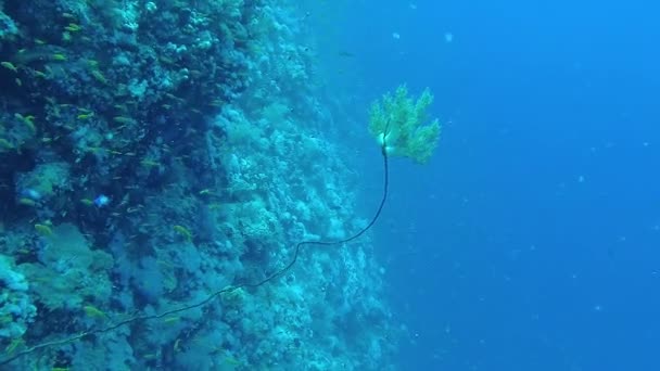 Alcyonaria Mjuk Korall Växer Piska Korall Ett Korallrev Röda Havet — Stockvideo