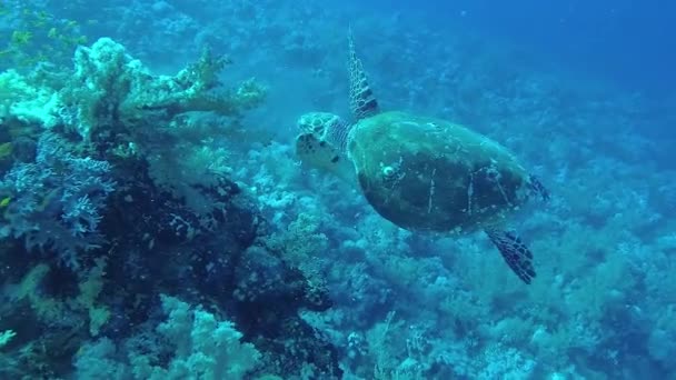 Hawksbill Sea Turtle Eretmochelys Imbricata Eats Soft Corals Reef Elphinstone — Stock Video