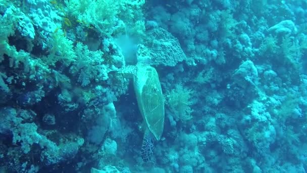 Hawksbill Sea Turtle Eretmochelys Imbricata Eats Soft Corals Reef Elphinstone — Stock Video