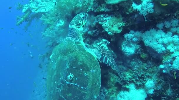Hawksbill海龟 Eretmochelys Imbricata 在红海Elphinstone礁上吃软珊瑚 — 图库视频影像