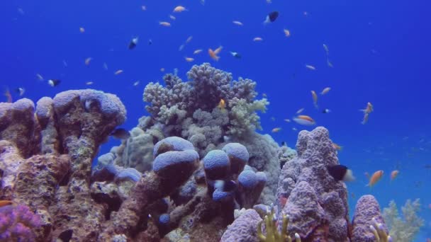 Mnoho Barevných Tropických Korálových Ryb Blízkosti Vápencových Měkkých Korálů Útesu — Stock video