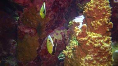 Polyp kelebek balığı (Chaetodon austriacus), mercan resifinin yakınında yüzen iki balık, Kızıl Deniz, Mısır 