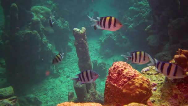 Hauptfeldwebel Abudefduf Vaigiensis Fischschwärme Auf Einem Korallenriff Roten Meer — Stockvideo
