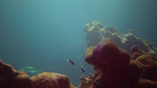 Sarjan Mayor Abudefduf Vaigiensis Sekawanan Ikan Pada Terumbu Karang Laut — Stok Video