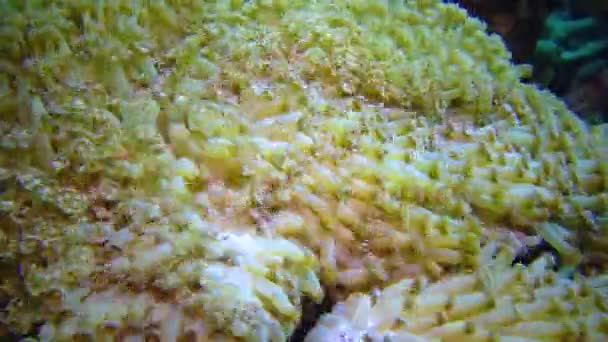 Щупальця Коралового Поліпа Кораловому Біоценозі Тропічною Рибою Рифі Червоному Морі — стокове відео