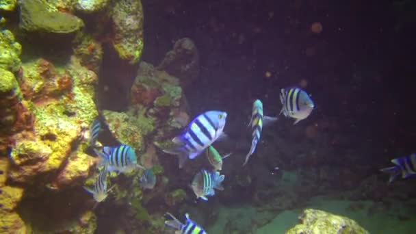 軍曹少佐 Abudefduf Vaigiensis 紅海のサンゴ礁の魚の群れ — ストック動画
