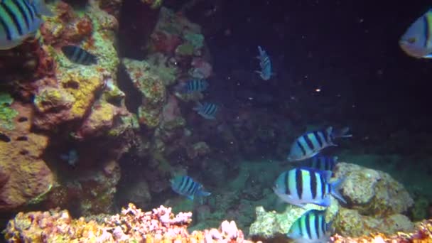 军士长 Abudefduf Vaigiensis 红海珊瑚礁上的一群鱼 — 图库视频影像