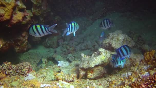 军士长 Abudefduf Vaigiensis 红海珊瑚礁上的一群鱼 — 图库视频影像