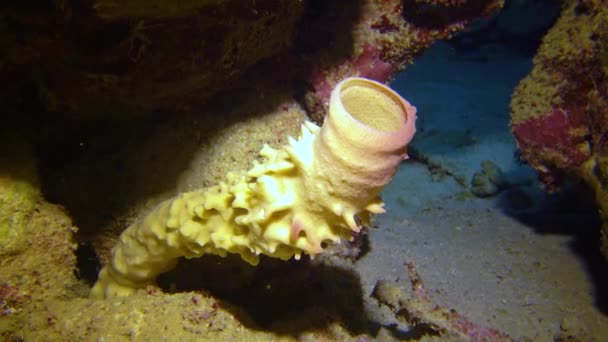 Duża Różowa Gąbka Kolorowej Rafie Koralowej Morzu Czerwonym — Wideo stockowe