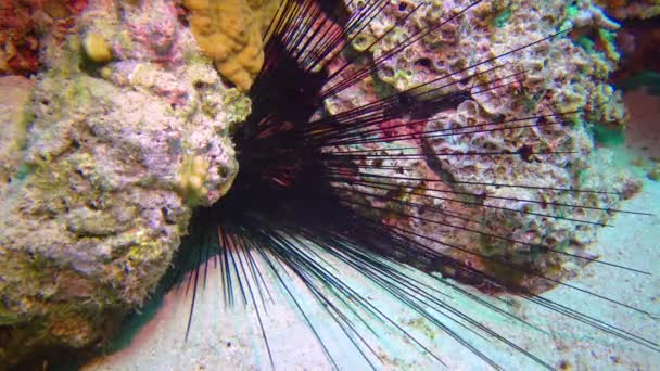 Ein Seeigel Mit Langen Stacheln Versteckt Sich Zwischen Korallen Einem — Stockvideo