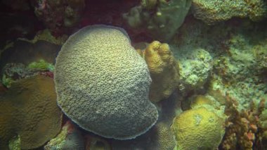 Kızıl Deniz 'de, Mısır' da bir mercan resifinde büyük mercan.