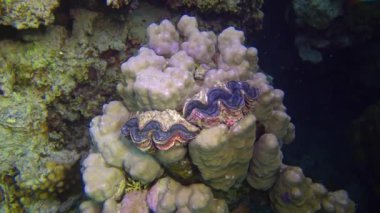 Bivalf (Tridacna Maxima) bivalf yumuşakçaları, Kızıl Deniz 'deki mercanların arasında yetişir.