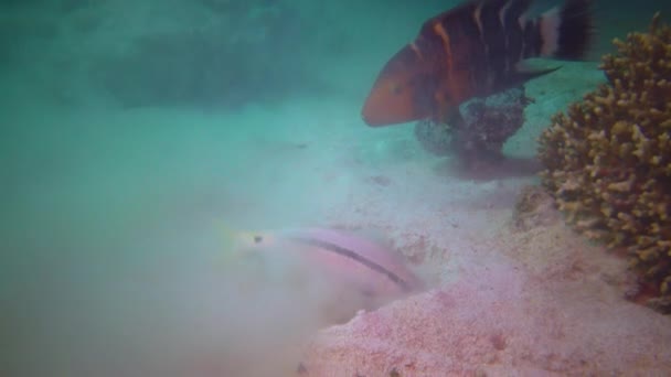 Red Breasted Splendour Wrasse Cheilinus Fasciatus Catches Food Mullet Burrowing — Stock Video