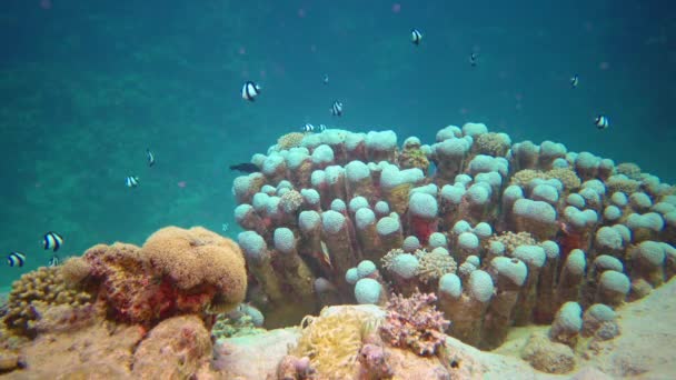 紅海のサンゴ礁で熱帯魚とサンゴのバイオケノーシスの水中風景 まだビデオ — ストック動画
