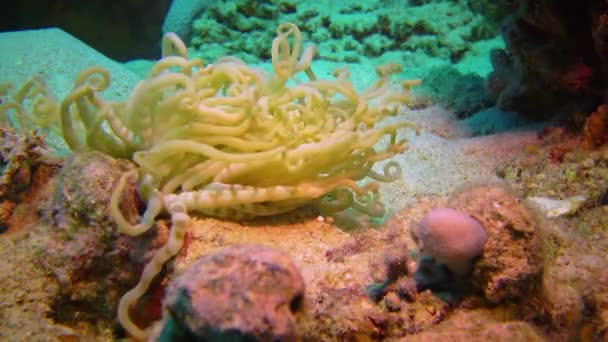 紅海のサンゴ礁で熱帯魚とサンゴの生物相のAnemone触手 エジプト — ストック動画