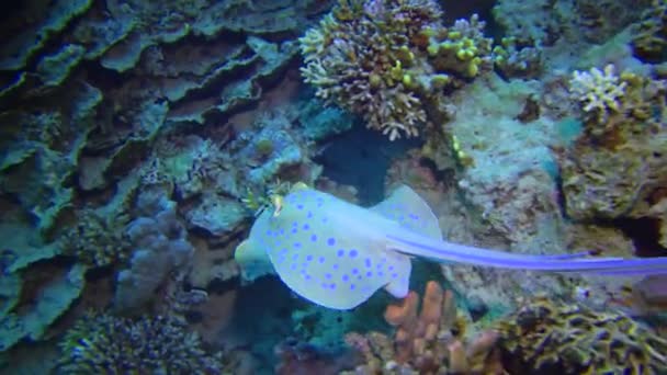 在红海的珊瑚礁上 蓝鳍金枪鱼 Taeniura Lymma 的丝带尾鱼躺在沙滩上 或漂浮在珊瑚之间 — 图库视频影像