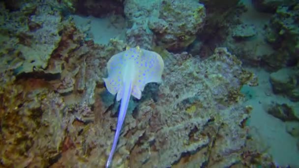 Ribbontail Ray Лежить Піску Або Плаває Серед Коралів Рифі Червоного — стокове відео