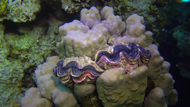 Bivalf Tridacna Maxima Bivalf Yumuşakçaları Kızıl Deniz Deki Mercanların Arasında — Stok video