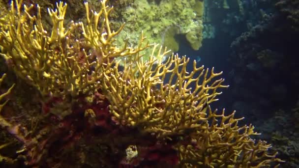 Peces Tropicales Chaetodon Austriacus Entre Los Corales Cerca Del Arrecife — Vídeos de Stock