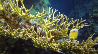 Mercan resifi yakınlarındaki mercanlar arasında tropikal balık (Chaetodon austriacus), Kızıl Deniz, Mısır