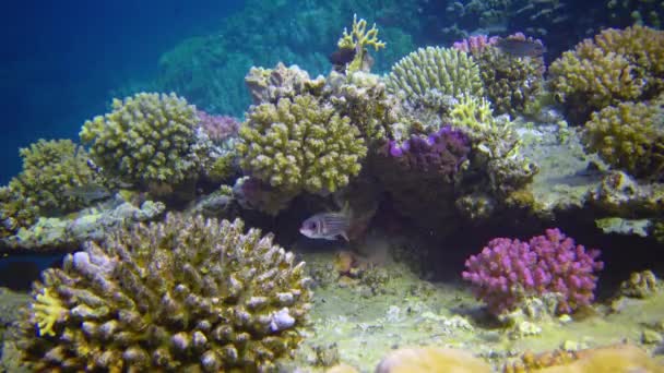 Undervattens Landskap Korall Biocenosis Med Tropisk Fisk Ett Rev Röda — Stockvideo