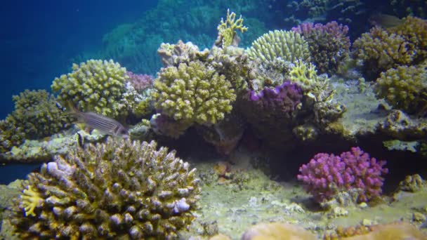 Onderwaterlandschap Van Koraalbiocenose Met Tropische Vissen Een Rif Rode Zee — Stockvideo
