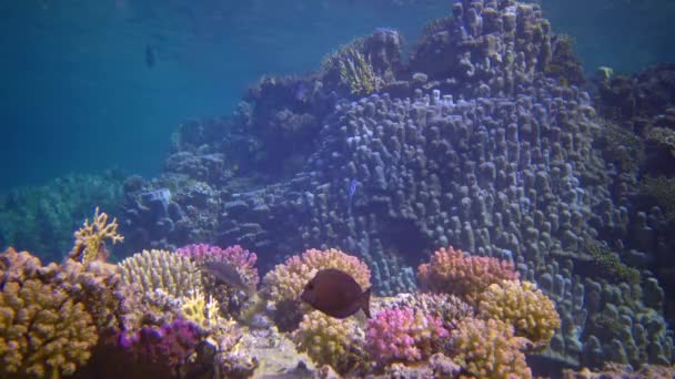 红海珊瑚礁上有热带鱼类的珊瑚生物栖息的水下景观 仍有录像 — 图库视频影像