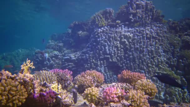 Pemandangan Bawah Laut Biocenosis Karang Dengan Ikan Tropis Terumbu Karang — Stok Video