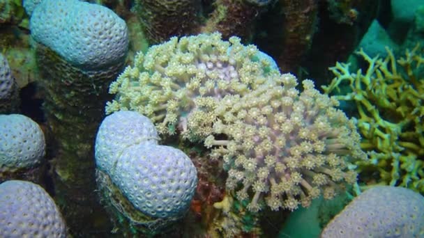 산호초에 산호충 이집트 산호초에서 열대어와 — 비디오