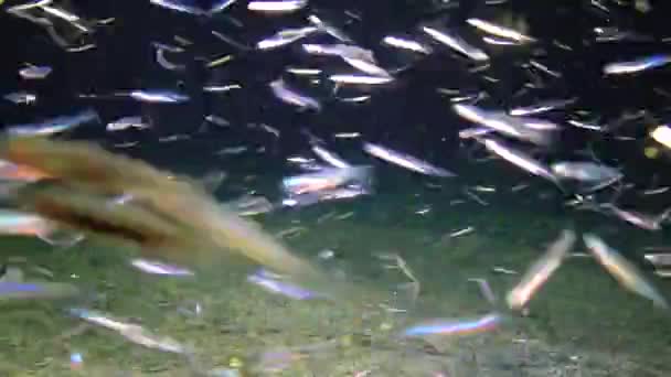 Πολλά Μικρά Ψάρια Κολύμπησαν Στο Φως Ενός Υποβρύχιου Φαναριού Κοντά — Αρχείο Βίντεο