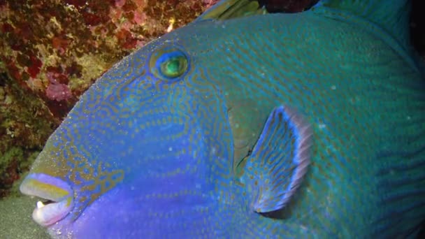 Blauer Drückerfisch Pseudobalistes Fuscus Schläft Nachts Der Nähe Eines Korallenriffs — Stockvideo