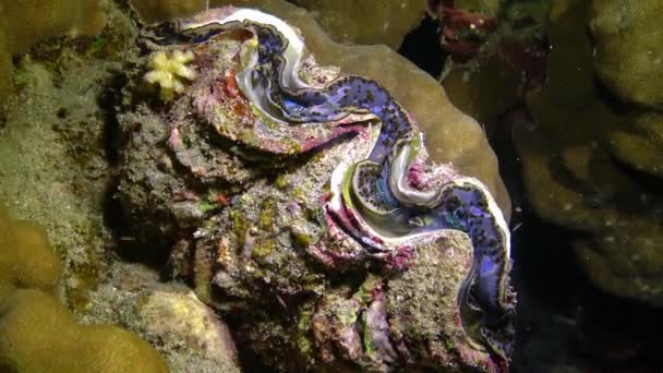 ビバルブ Tridacna Maxima 紅海のサンゴ礁のサンゴの間で成長したビバルブ軟体動物 — ストック動画