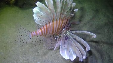Tehlikeli zehirli balık yaygın aslan balığı (Pterois volitans), Mısır 'ın Kızıldeniz bölgesindeki bir mercan resifinde avlanır.