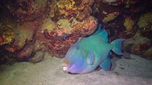 Peixes Gatilho Azuis Pseudobalistes Fuscus Dormem Noite Perto Recife Coral — Vídeo de Stock