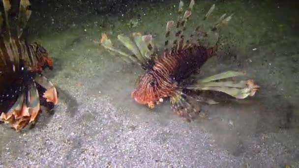 Небезпечна Отруйна Риба Звичайна Лев Яча Риба Pterois Volitans Полює — стокове відео