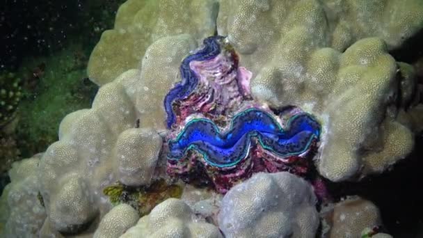 Mollusque Bivalve Tridacna Maxima Cultivé Parmi Les Coraux Sur Récif — Video
