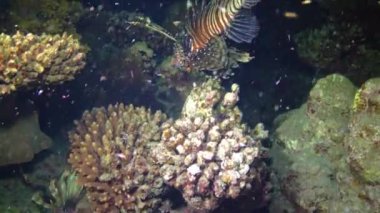 Tehlikeli zehirli balık yaygın aslan balığı (Pterois volitans), Mısır 'ın Kızıldeniz bölgesindeki bir mercan resifinde avlanır.