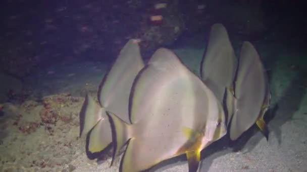 Longfin Batfish Platax Teira Велика Риба Вночі Біля Коралового Рифу — стокове відео