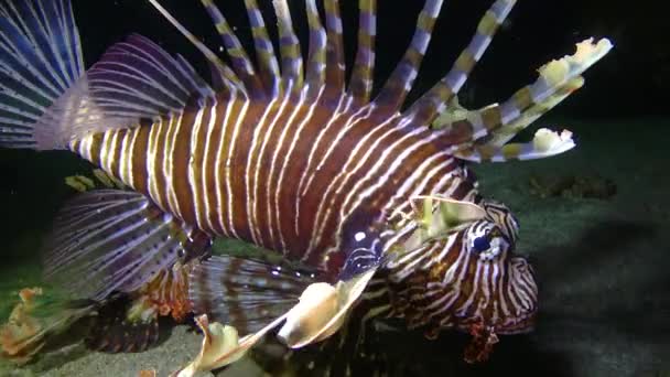 Tehlikeli Zehirli Balık Yaygın Aslan Balığı Pterois Volitans Mısır Kızıldeniz — Stok video