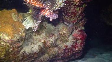 Tehlikeli zehirli balık yaygın aslan balığı (Pterois volitans), Mısır 'ın Kızıldeniz bölgesindeki bir mercan resifinde avlanır.