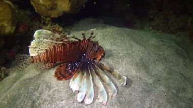 Tehlikeli zehirli balık yaygın aslan balığı (Pterois volitans), Mısır 'ın Kızıldeniz bölgesindeki bir mercan resifinde avlanır.