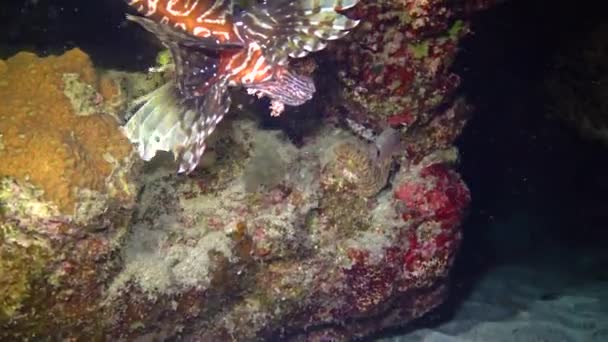 Опасная Ядовитая Рыба Pterois Volitans Охота Коралловый Риф Красном Море — стоковое видео