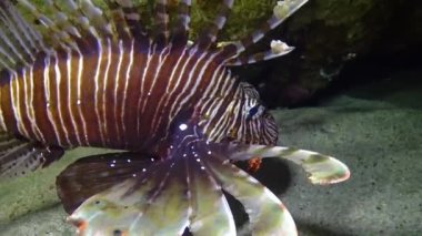 Tehlikeli zehirli balık yaygın aslan balığı (Pterois volitans), Mısır 'ın Kızıldeniz bölgesindeki bir mercan resifinde avlanır.