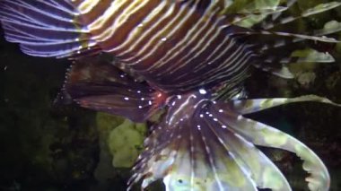 Tehlikeli zehirli balık yaygın aslan balığı (Pterois volitans), Mısır 'ın Kızıldeniz bölgesindeki bir mercan resifinde avlanır.