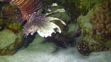 Tehlikeli zehirli balık yaygın aslan balığı (Pterois volitans), Mısır 'ın Kızıldeniz bölgesindeki bir mercan resifinde avlanır.