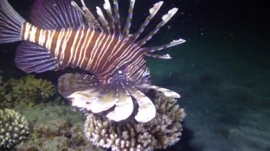 Tehlikeli zehirli balık yaygın aslan balığı (Pterois volitans), Mısır 'ın Kızıldeniz bölgesindeki bir mercan resifinde avlanır.