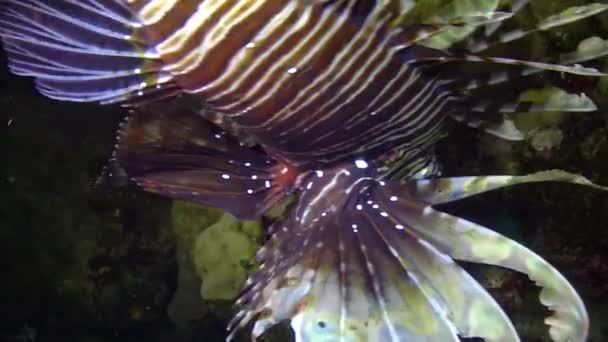 危険な毒魚紅海のサンゴ礁で狩りをする一般的なライオンフィッシュ Pterois Volitans — ストック動画