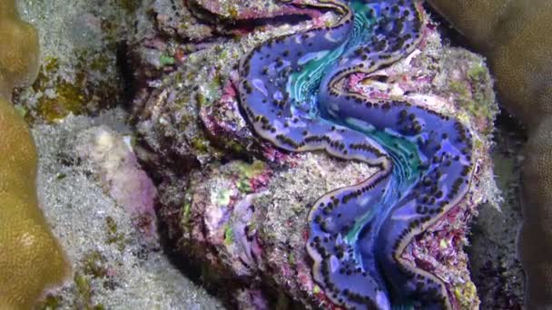 Двустворчатый Tridacna Maxima Двустворчатый Моллюск Выращенный Среди Кораллов Рифе Красном — стоковое видео